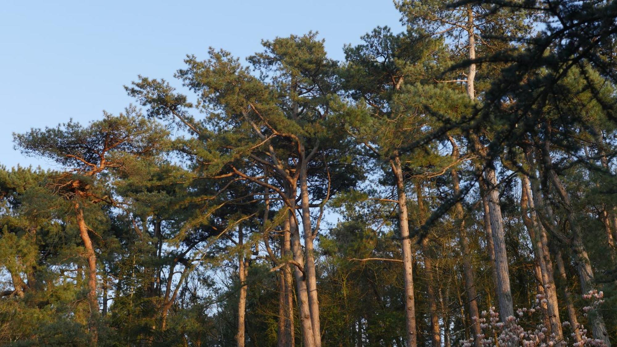 Bain De Foret - Lodges Cosy & Spa Neufchâtel-Hardelot Εξωτερικό φωτογραφία